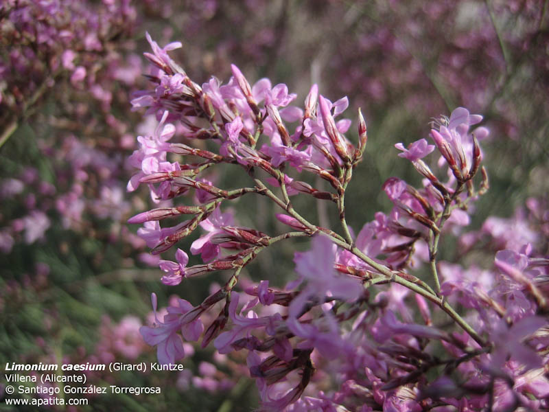 Limonium_caesium_3.jpg