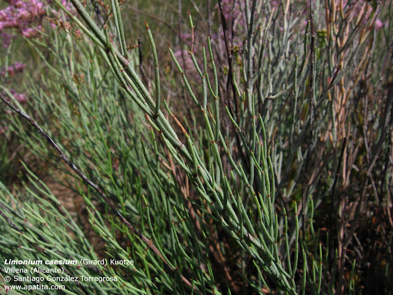 Limonium_caesium_5.jpg