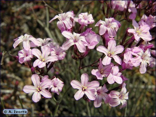 limonium-insigne03.jpg