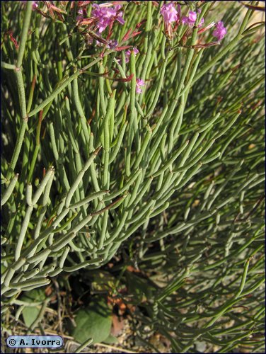 limonium-insigne05.jpg