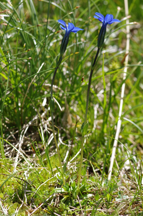 Gentiana rostanii.JPG