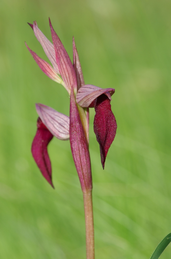 Serapias sp1.JPG