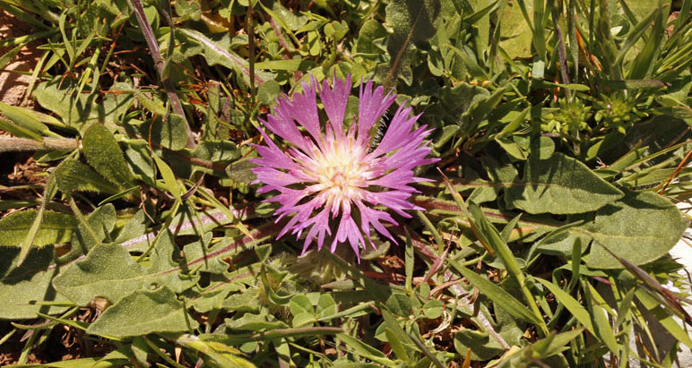 Asteracées - Centaurea sphaerocephala subsp. polyacantha - Andalousie Sierra de Carzola.jpg
