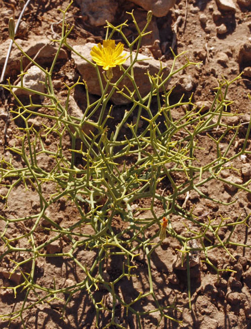 Asteracées - Launaea arborescens - Andalousie Sierra de los Filabres 1.jpg
