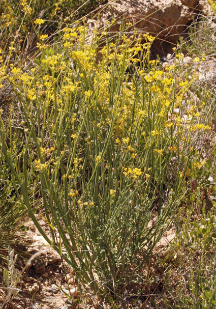 Fabacées - Coronilla juncea - Andalousie 1.jpg