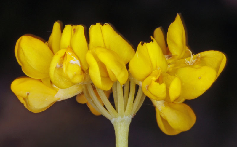Fabacées - Coronilla juncea - Andalousie 2.jpg