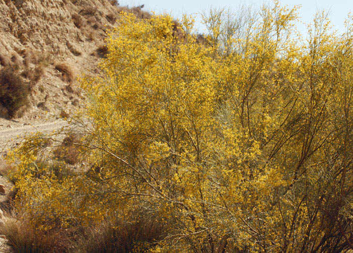 Fabacées - Genista (= Retama) sphaerocarpa - Andalousie Sierra de los Filabres.jpg