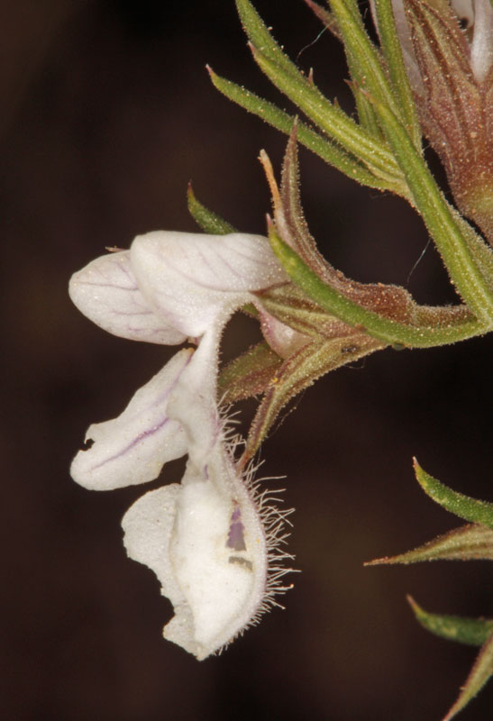 Lamiacées - Teucrium pseudochamaepitys - Andalousie Sierra de los Filabres 2.jpg