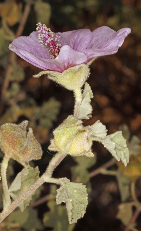 Malvacées - Malva subotava - Andalousie Sierra de los Filabres.jpg