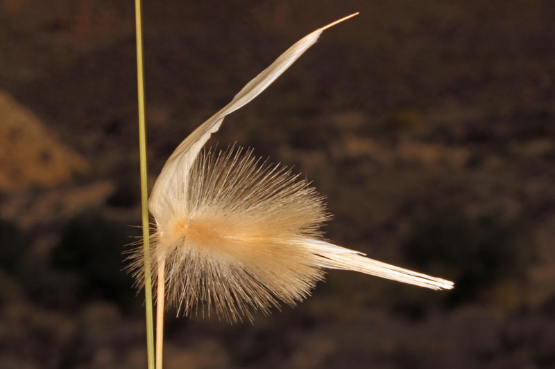 Poacées - Lygeum spartum - Andalousie Sierra de los Filabres.jpg
