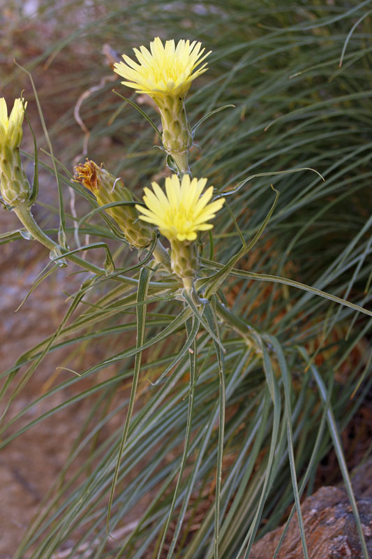 Astéracées - Scorzonera graminifolia - Andalousie Sierra Alharnilla.jpg