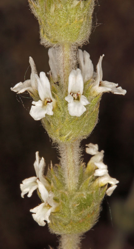Lamiacées - Sideritis hirsuta - Andalousie Sierra de los Filabres 2.jpg