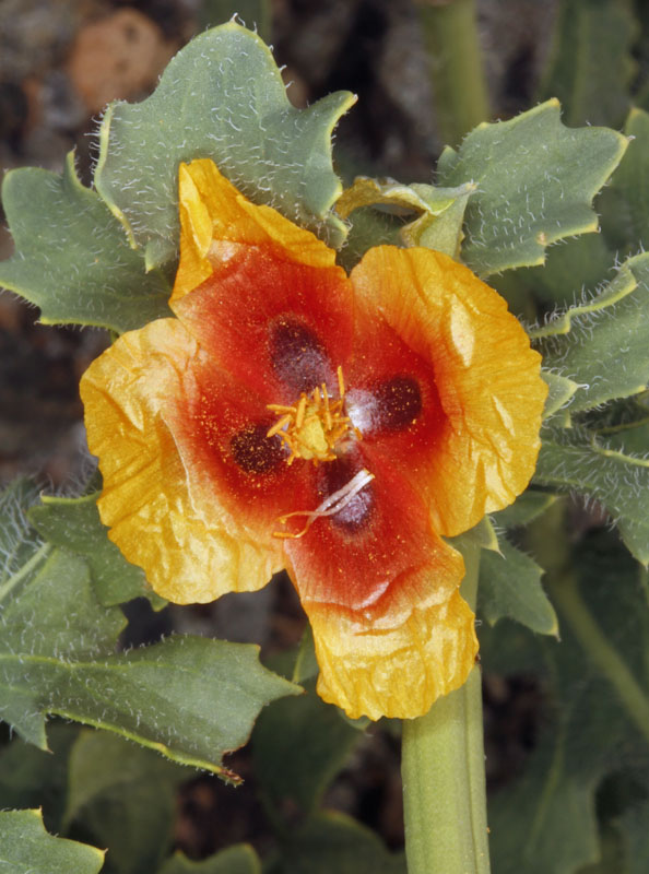 Papavéracées - Glaucium corniculatum - Andalousie Sierra de los Filabres.jpg