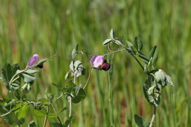 Pisum sativum subsp. biflorum