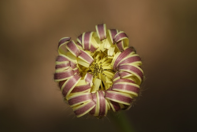 Urospermum dalechampii