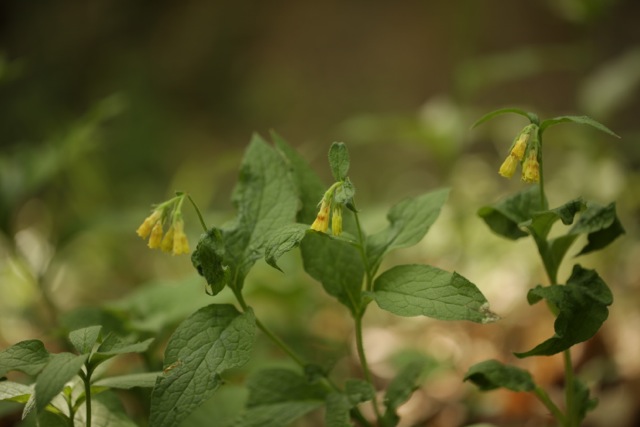 Symphytum tuberosum
