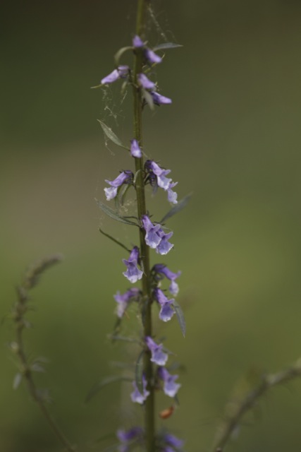 Anarrhinum bellidifolium