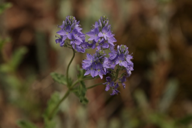 Veronica austriaca subsp. teucrium