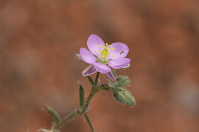 Spergularia rubra