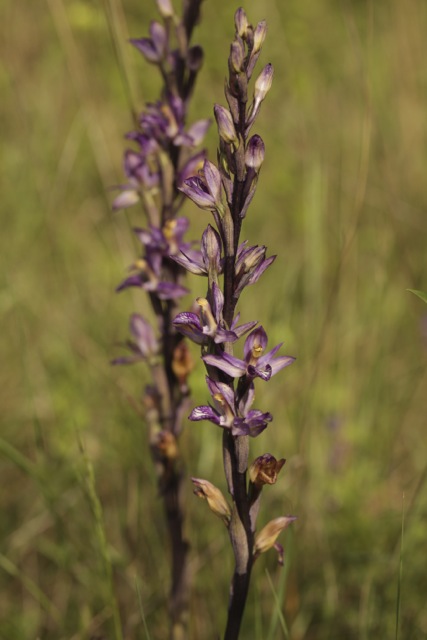Limodorum abortivum