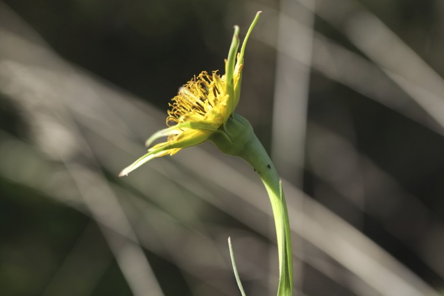 Tragopogon dubius