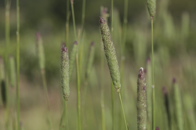 Phalaris coerulescens