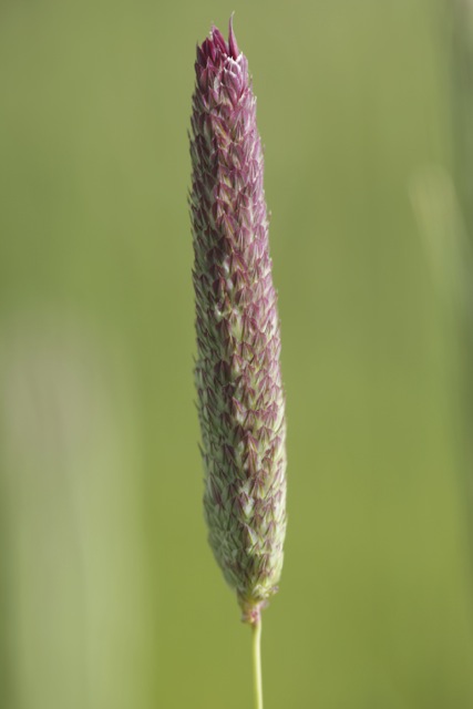 Phalaris coerulescens