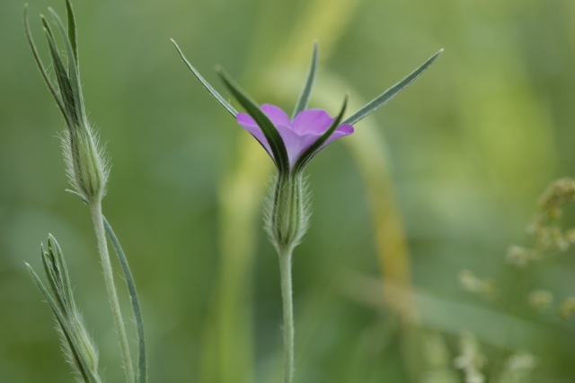 Agrostemma githago