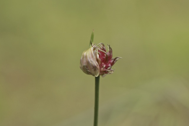 Allium vineale