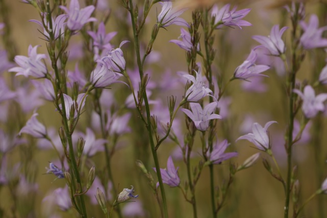 Campanula rapunculus