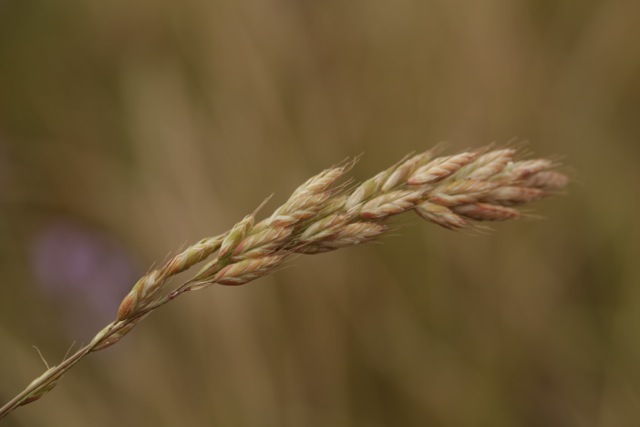 Bromus hordeaceus
