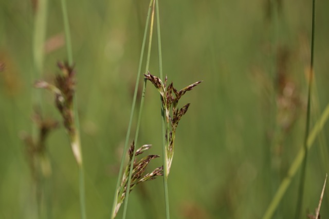 Juncus inflexus