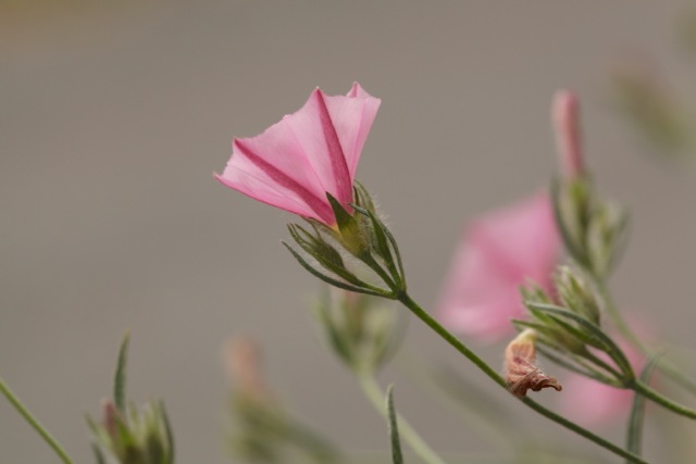 Convolvulus cantabrica