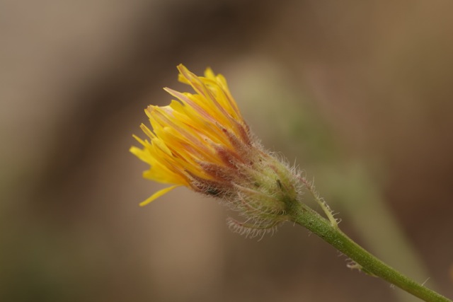 Crepis foetida
