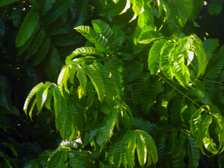P1080136a.jpg