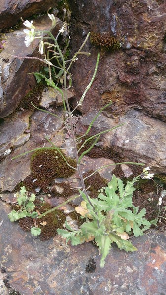 rocaille