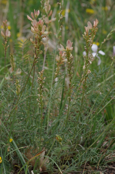 Onobrychis saxatilis