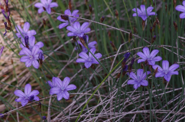 Aphyllantes monspeliensis