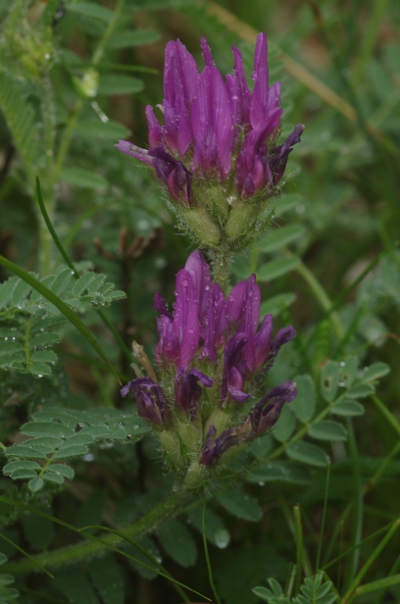 Astragalus purpureus