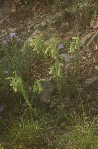 Onosma fastigiata