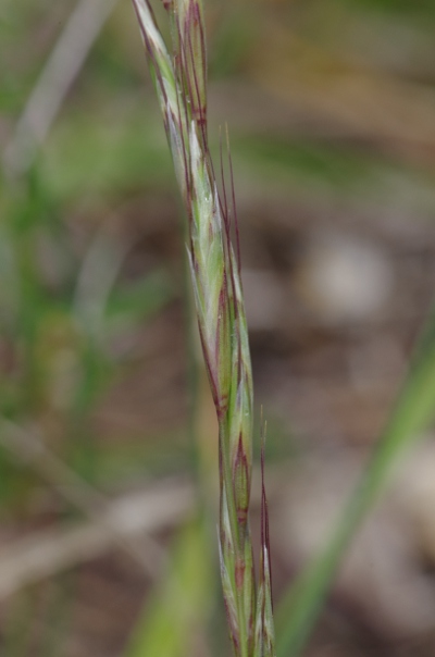 Avenula pratensis