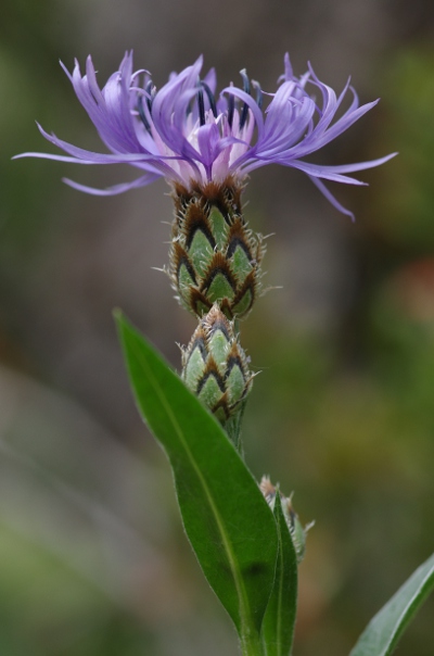 Centaurea triumfettii ssp triumfettii