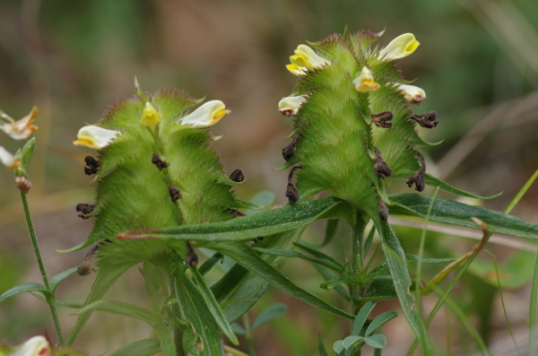 Melampyrum cristatum