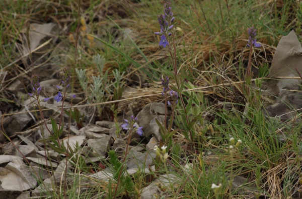 Veronica austriaca ssp austriaca