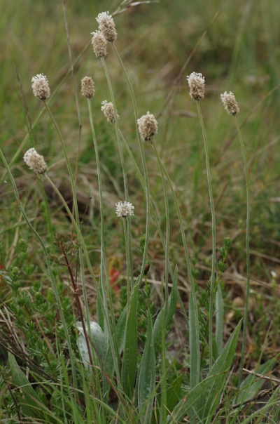 Plantago argentea