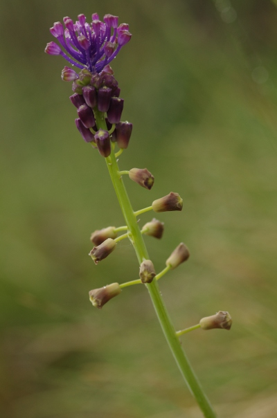 Muscari comosum