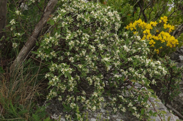 Daphne alpina sur les rochers
