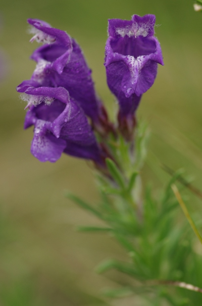 IMGP9564.JPG