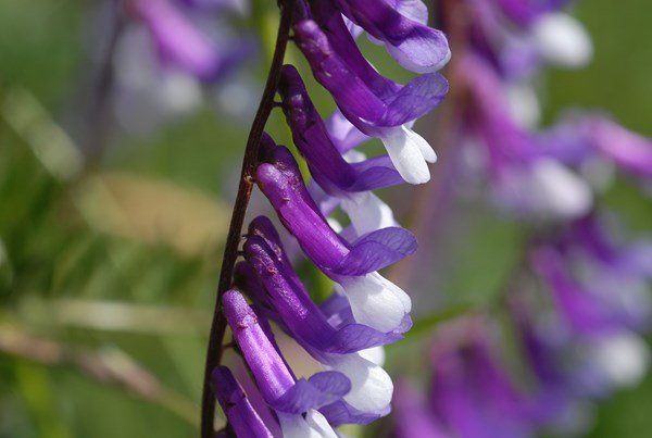 Vicia villosa varia [1600x1200].JPG