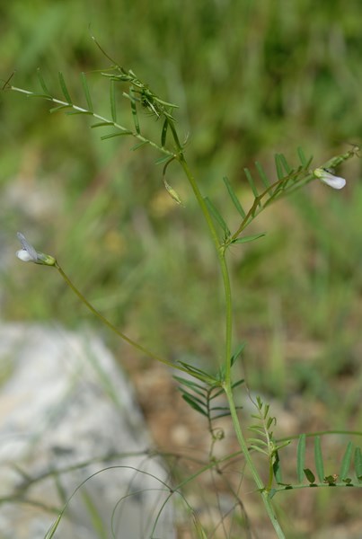 Vicia articulata5 [1600x1200].JPG